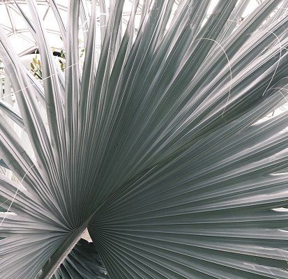 Palm frond detail, close-up photography